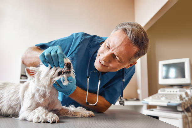 Best Emergency Root Canal Therapy in Ponderay, ID